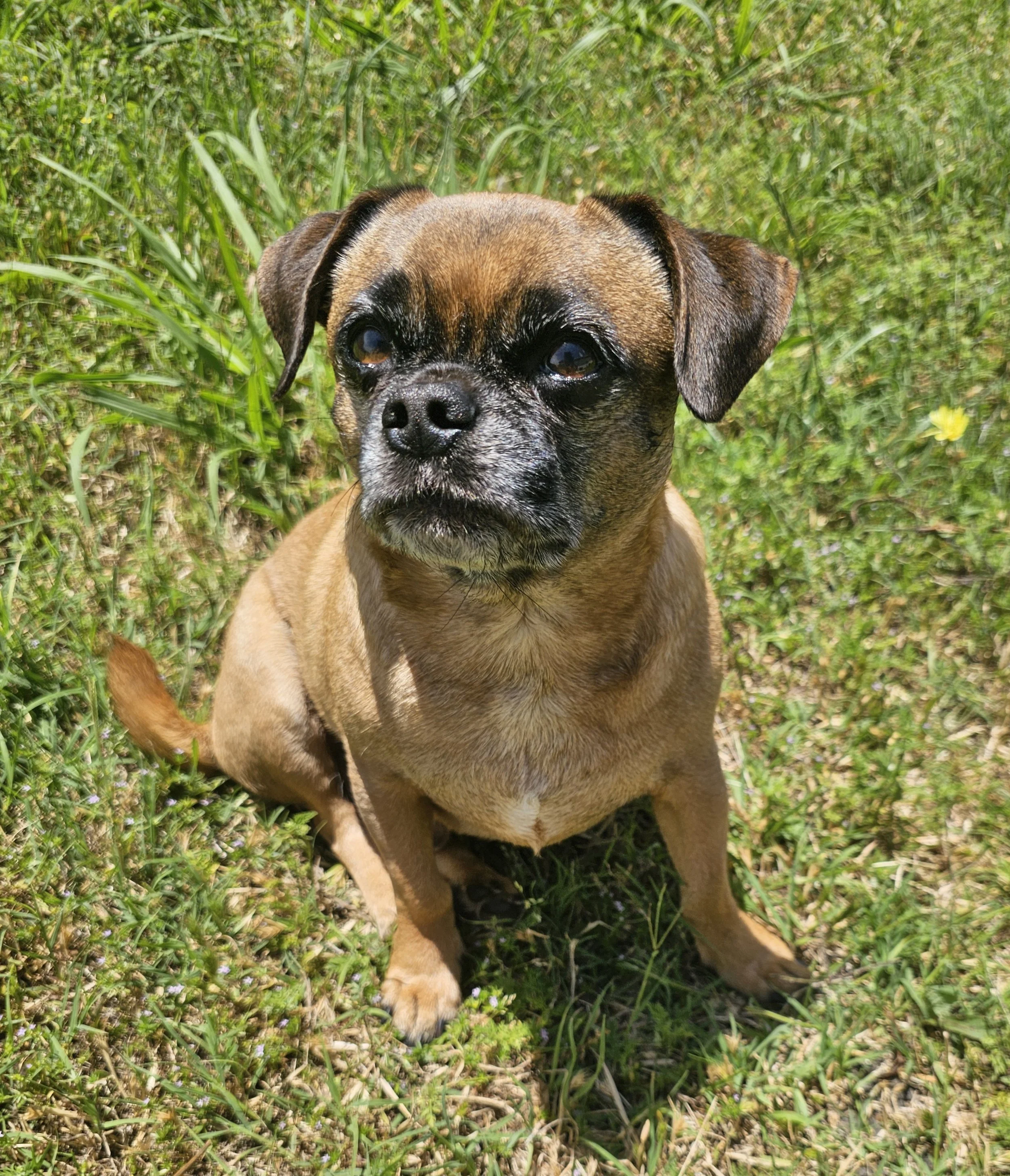 Pug Mix — Available Pugs | Adopt a Pug Now — DFW Pug Rescue